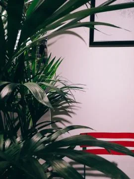 A palm tree and chairs set around it. a circle to discuss issues, a five-minu Stock Photos