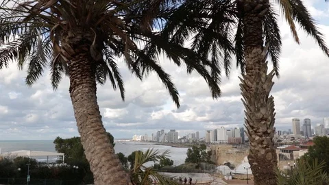 Palm tree and city Stock Footage 125403313