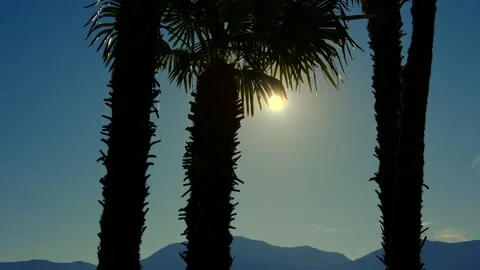 Palm Tree and Clear Sky with Sunlight and Mountain Range in Ascona Vídeo Stock 163904399