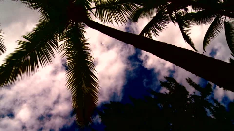 Palm tree and clouds on a beautiful sunset Stock Footage 53243959