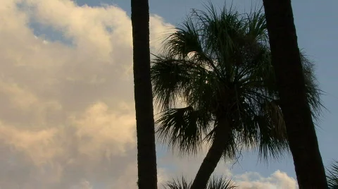 Palm Tree And Clouds Stock-Footage 378044