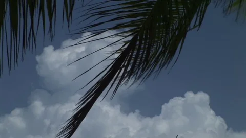 Palm tree and clouds Stock Footage 72571500