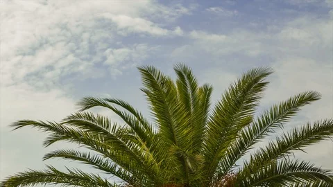 Palm tree and clouds Video stock 94714080