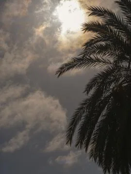 Palm tree and cloudy sky Stock Photos