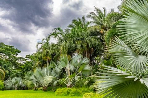 Palm tree and coconut tree and sky before rain 스톡 사진