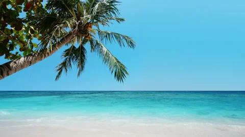 Palm tree and crystal clear waters of exotic tropical sea Video stock 34779813