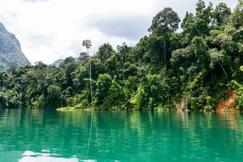 Palm tree and forest view at Cheow Lan Lake in Khao Sok National Park 库存照片