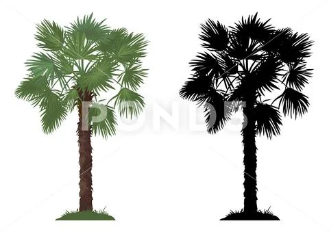 Palm Tree and Grass Stock Illustration