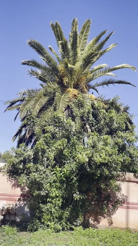 Palm Tree and Green Foliage Under Clear Blue Sky Stock Footage 328124554