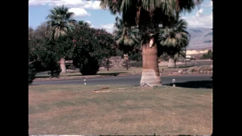 Palm Tree and Greenery Video stock 276291848
