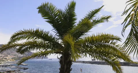 Palm tree and the harbor in the background, Funchal, 4K slomo Stock Footage 254177924