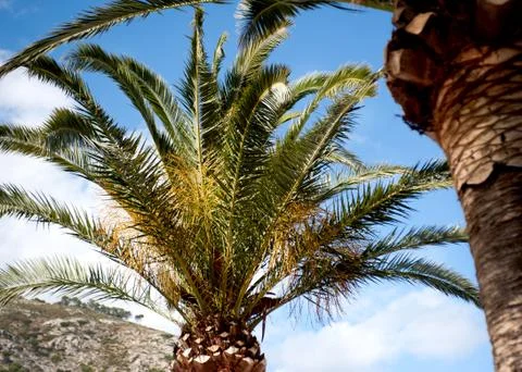Palm tree and hillside Stock Photos