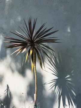 Palm tree and its shadow near the gray concrete wall Stock-Fotos