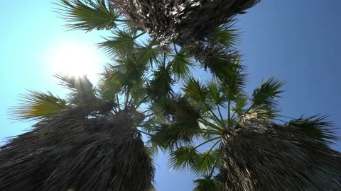 Palm tree and leaf rotating view from underneath. Vídeos de archivo 136499234