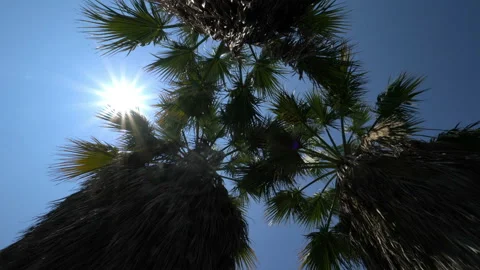 Palm tree and leaf rotating view from underneath. Stock Footage 136499431