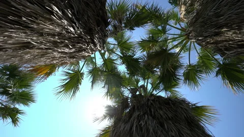 Palm tree and leaf rotating view from underneath. Vídeos de archivo 136501602