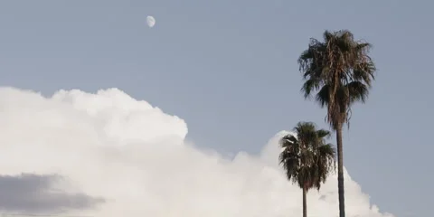 Palm tree and moon in daytime sky Stock Footage 321646942