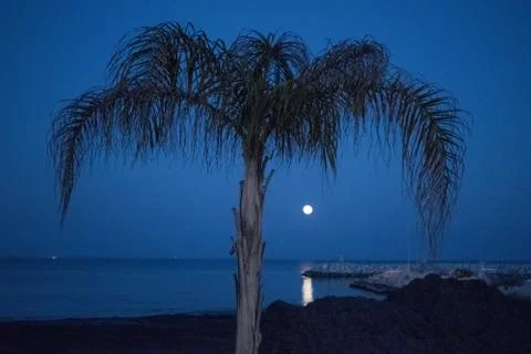 Palm tree and moon Stock Photos