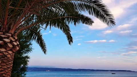 Palm tree and moon at sunset Stock-Footage 316906557