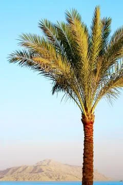 Palm tree and mount background on sunset Stock Photos