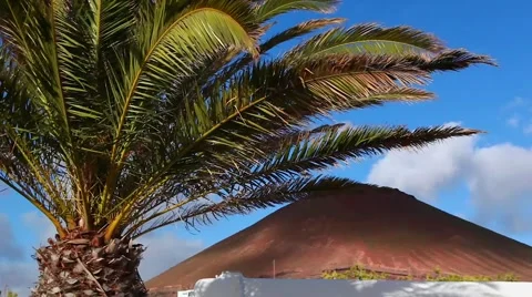 Palm Tree and Mountain Close and Wide Stock Footage 45348044