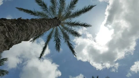Palm tree and moving clouds and sunrays 스톡 동영상 239864161