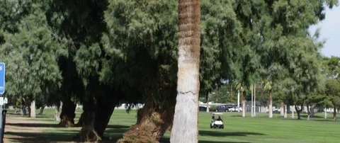 Palm tree and other trees in the background in the park Stock Footage 103412739