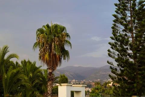 Palm Tree and Pine Tree Framing a Hillside Town and Mountains Stock Photos