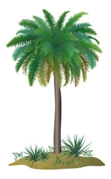 Palm tree and plants Stock Illustration