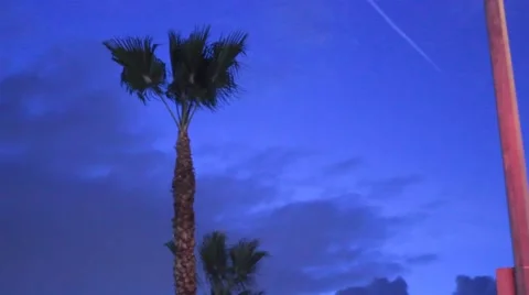 Palm tree and pole infront of dark blue sky Stock Footage 47465855