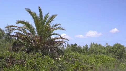 Palm Tree and Reed Beds Alongside Maristany Lagoon, Mallorca Stock Footage 340589677