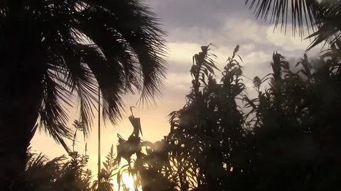 Palm tree and reeds under crazy wind at sunset Stock Footage 70028503