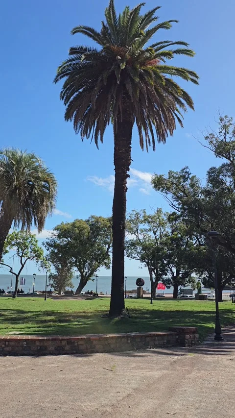 Palm tree and river coast Montevideo, Argentina Vertical 4K 스톡 동영상 348252530