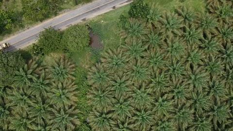 Palm Tree and Road shoot with drone fly high and rotate Vídeos de archivo 104949515