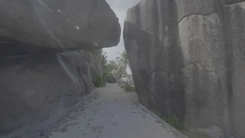 Palm tree and rocks 2 flat Stock Footage 80392949