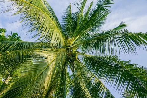 A Palm Tree and sky with clouds in the background Stock Photos