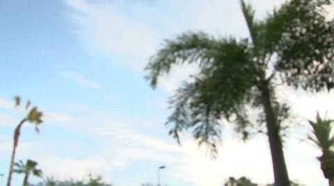 Palm Tree and Sky Video stock 37718866