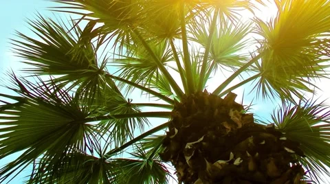 Palm Tree and The Sky Stock Footage 51626718