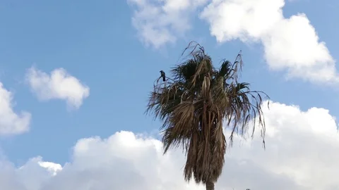 Palm tree and sky Stock Footage 125403312