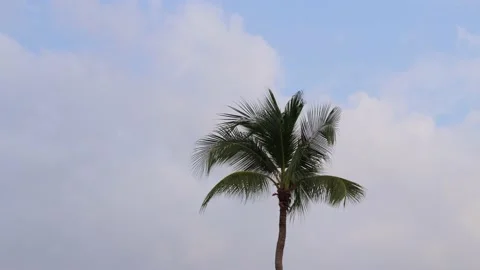 Palm tree and sky 스톡 동영상 170012687