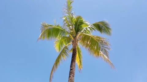 A Palm tree and the sky Video stock 216003349