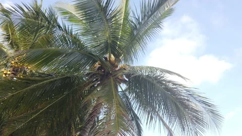 Palm tree and the sky 스톡 동영상 220317638