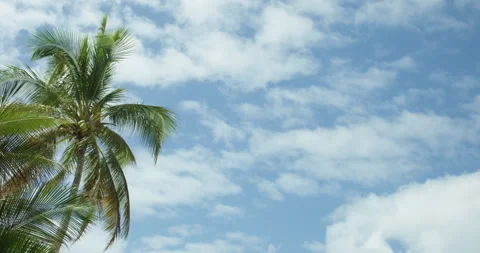 Palm Tree and Sky Stock Footage 262118371