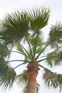 Palm tree and sky Stock Photos