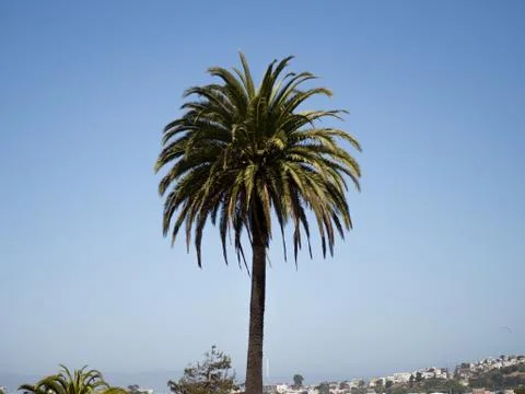 Palm tree and the sky Stock Photos