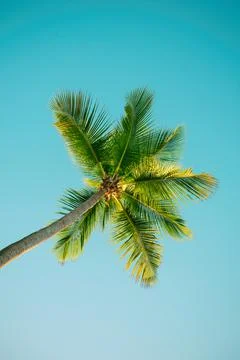 Palm tree and sky Foto stock