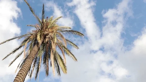 Palm tree and sky3 Stock Footage 125403318