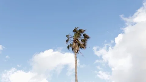 Palm tree and sky4 Stock Footage 125403317