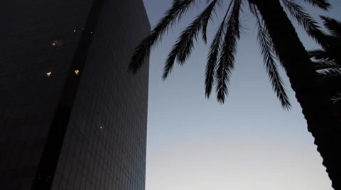 Palm Tree and Skyscraper Pan Stock Footage 34041578