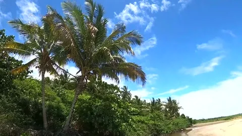 Palm tree and small river at beach sand Stock Footage 176008342